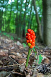 Araceae, Arum Maculatum, Spotted Arum Wand, Adder's Root, Arum Lily, Flora, High Size, Portrait,