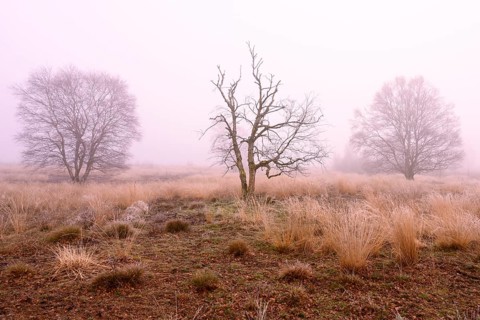 Birches in winter Rehdener Geestmoor in fog, Diepholzer Moorniederung, Rehden, Lower Saxony,