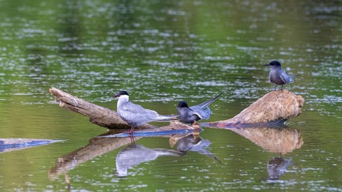 White-bearded Tern (Chlidonias hybrida), Black Tern (Chlidonias niger), Großwilfersdorf Nature