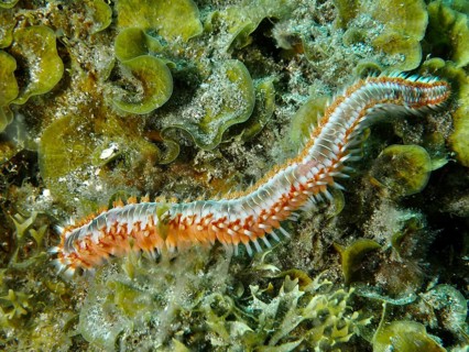 Colourful bristle worm, fire bristle worm (Hermodice carunculata), moving through seaweed on the