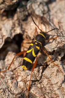 Clytus Arietis, common ram ram, ram ram, beetle, longhorn, coleoptera, high size, portrait format,