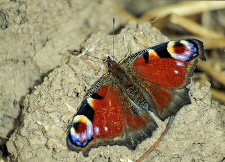 Aglais io, Inachis io, Nymphalis io, peacock, peacock, butterfly, insects, leo, butterfly,