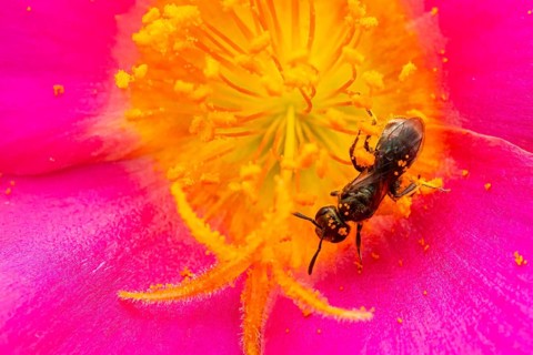 Macro photograph, slender bee (Lasioglossum), solitary bee on a pink flower covered in pollen,