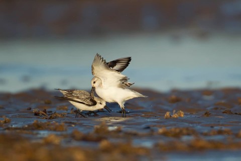 Sanderling (Calidris alba) two adult wading birds in winter plumage fighting on a beach, Norfolk,