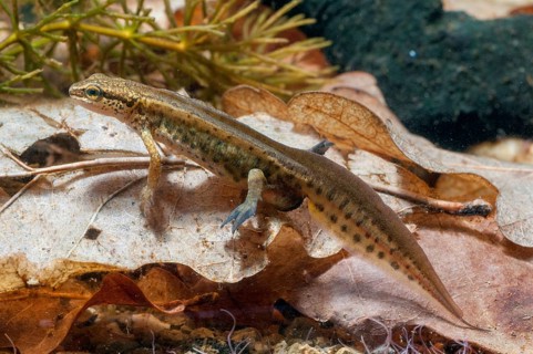 Threaded newt, Lissotriton helveticus, palmate newt, Triturus helveticus, amphibians, amphibians,