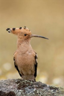 Hoopoe, Upupa Epops, Hoopoe, Birds, Extremadura, High Size, Portrait, Spain, Upupidae, Birds