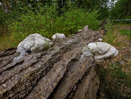 Tinder fungus, Common tinder fungus, Hadersau, Hadernsau (Fomes fomentarius)
