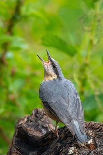 Nuthatch, Sitta Europaea, Birds, Growing, High Size, Portrait, Young Animal, Juvenile, Passeri,