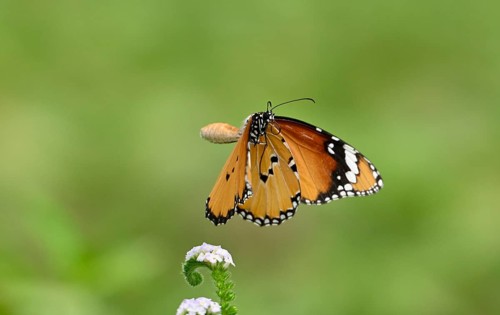 Plain Tiger butterfly (Danaus chrysippus), Sreepur, Gazipur, Bangladesh