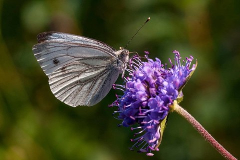Green-veined white, green vein whitening, Pieris napi, rapeseed whitling, butterfly, insects,