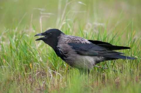 Brandenburg, Corvus Cornix, Germany, hooded crow, national natural heritage, natural paradise