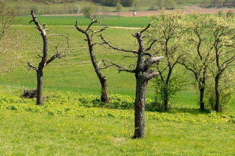 Death, cultivated landscape, landscape, landscape, meadow orchard, orchard, dead wood, decay, decay