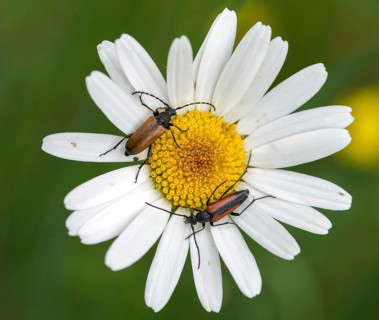 Black-striped Longhorn Beetle, Cerambycidae, Spotted Horned Chock, Common Narcock, Small Narrow