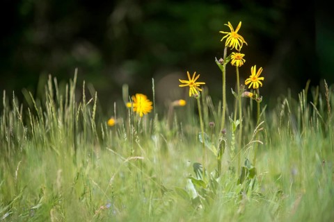 Arnica Montana, Arnica, Asteraceae, Mountain Welfare Rental, Daisy, Flora, Leopard's Bane, Mountain