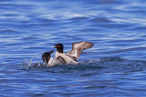 Two thick-billed murres, Brünnich's guillemots (Uria lomvia) adults fighting while swimming in the