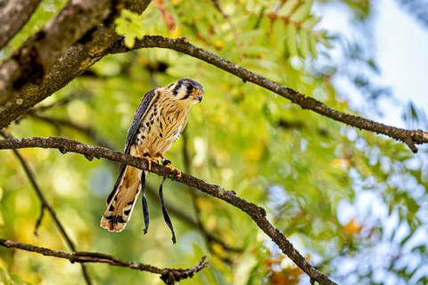 A bird of prey perches on a branch, surrounded by green leaves: a colourfully plumed falcon at a