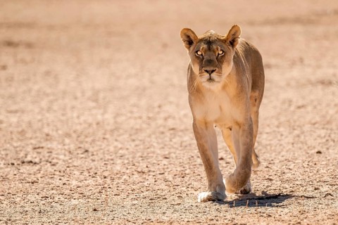 Lioness (Panthera leo) walking towards camera, Kgalagadi Transfrontier National Park, Northern