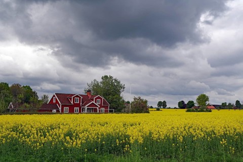 Rape field with a red house in the background under threatening clouds, Banevalleleden, Asnen,