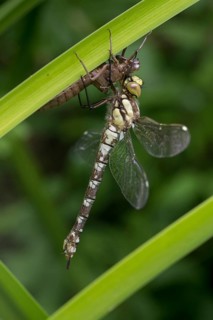 Aeshna cyanea, blue-green mosaic maiden, southern hawker, anisoptera, damselflies, dragonflies,