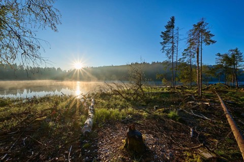 Morning fog and sunlight create a peaceful atmosphere at a lake surrounded by trees,