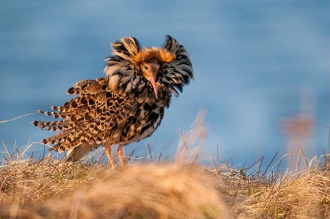 Calidris Pugnax, fighter runner, Norway, Philomachus Pugnax, ruff, varanger, courtship, courtship