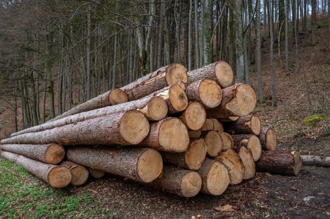 Stacked spruce trunks (Picea), Grossenohe, Upper Franconia, Bavaria, Germany