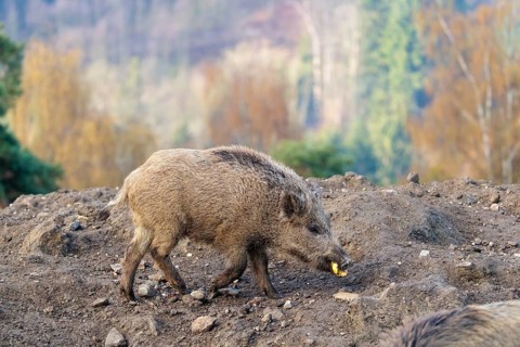 An adult Wild boar (Sus scrofa) searches for food on a sunny day in a dry field. A forest can be