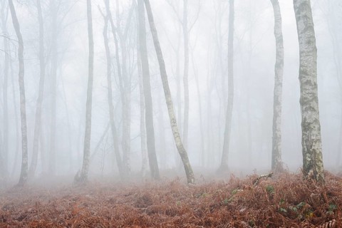 Birch forest and bracken fern (Pteridium aquilinum) with morning fog in winter, North