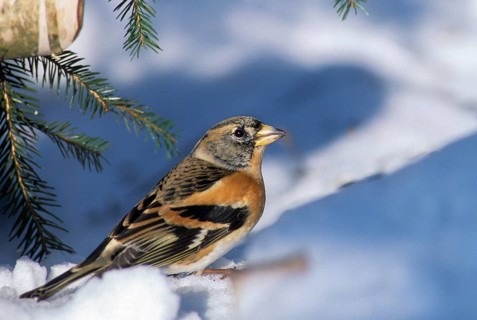 Mountain finch, brambling, fringilla montifringilla, birds, leo, passeri, songbirds, birds, winter