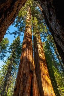 Giant sequoia trees dominate the forest canopy, with their massive trunks stretching towards a