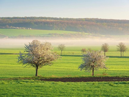 Field landscape in spring, blooming cherry trees and green fields with morning fog in first light,