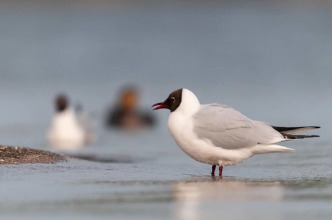 Black-headed gull, Chroicocephalus ridibundus, black-headed gull, Larus ridibundus, adult, birds,