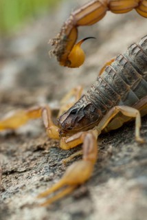 Arachnida, buthus occitanus, common xellow scorpion, field scorpion, rock scorpion, yellow