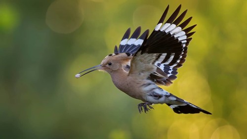 Hoopoe (Upupa epops) Bird of the Year 2022, male bringing food for the female, courtship gift,