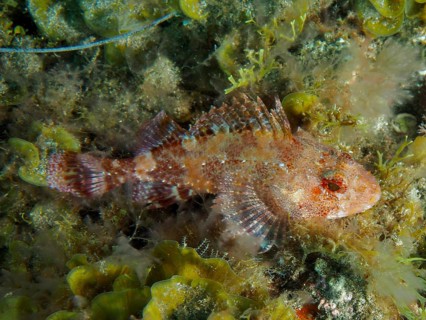 Madeira scorpionfish (Scorpaena maderensis) with colourful markings amongst dense seaweed