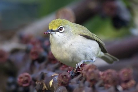 Christmas White-eye (Zosterops natalis), Christmas Island, Australia