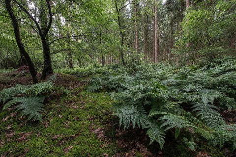 Spiny fern (Dryopteris carthusiana) in the forest, Emsland, Lower Saxony, Germany