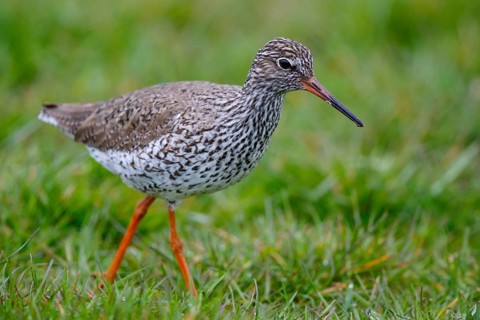 Common Redshank (Tringa totanus), Netherlands