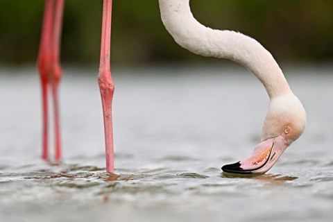 Pink flamingo (Phoenicopterus roseus), standing in the water whilst foraging, Camargue Regional