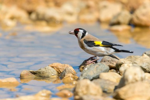Carduelis carduelis, goldfinch, goldfinch, goldfinch, bath, bird bath, birds, passeri, songbirds,