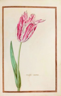 Tulips, Historical, digitally enhanced reproduction from Theatrum florae (1624) by Daniel Rabel