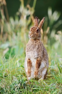 Wild rabbit (Oryctolagus cuniculus) sitting upright in a meadow, North Rhine-Westphalia, Germany