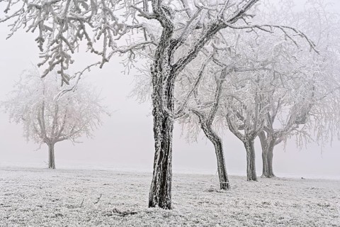 Row of trees with hoarfrost, Lindenberg, Freiamt, Canton of Aargau, Switzerland