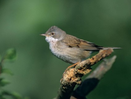 Warbler, Sylvia Communis, Whitethroat, Birds, Male, Male, Passeri, Songbirds, Birds