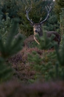 Red deer (Cervus elaphus) still undecided, standing between young pines and heather (Calluna