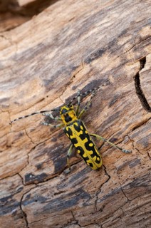 Ladder-marked Longhorn Beetle, Ladderbuck, Saperda Scalaris, Beetle, Longhorn Beetle, Coleoptera,