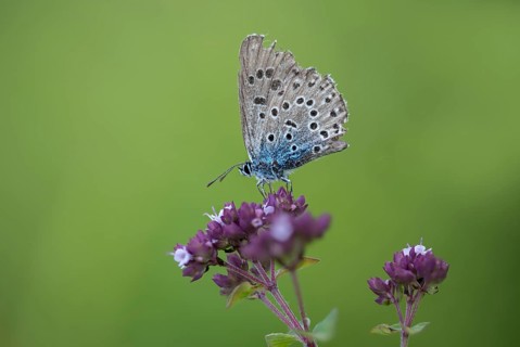 Ant blue, glaucopsyche arion, large blue, maculinea arion, phengaris arion, quendel ant blue, thyme