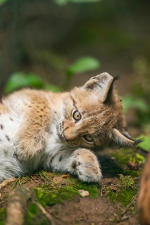 Eurasian lynx (Lynx lynx) youngster (cub) lying in in a forest, playing around, Bavaria, Germany