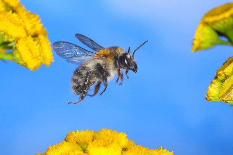 Field bumblebee (Bombus pascuorum), flying over tansy (Tanacetum vulgare) flowers, wildlife,