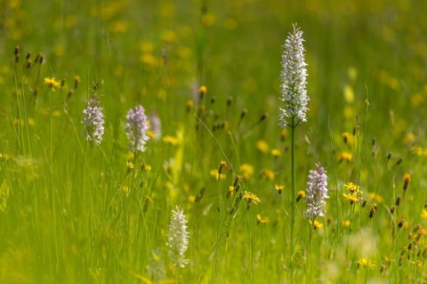 Dactylorhiza fuchsii, fox orchid, fox fingerroot, fox's fingerwort, fox's fingerroot, fox's orchid,